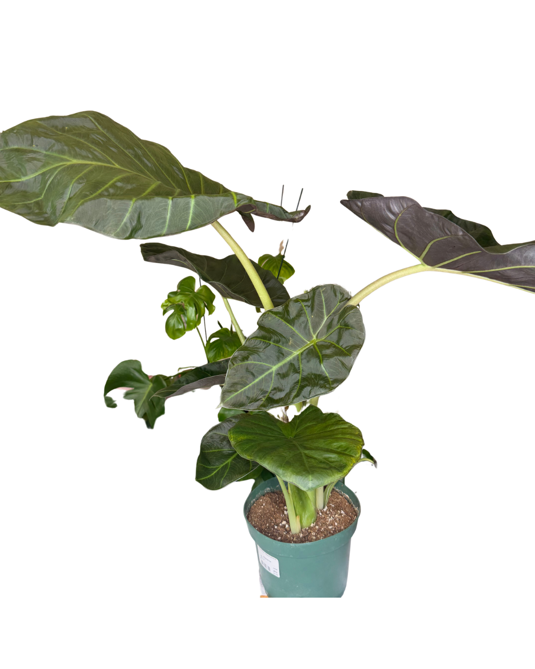 Regal Shield Philodendron 2.png
