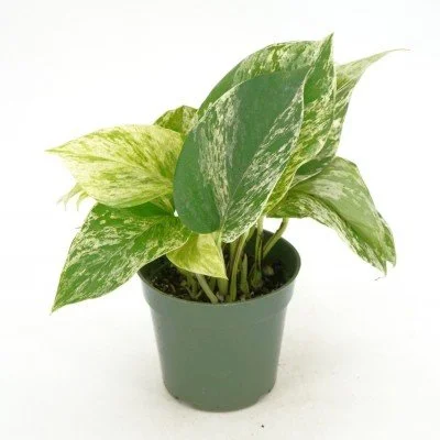Epipremnum_Marble_Queen_4in_(1)_400x400.jpg