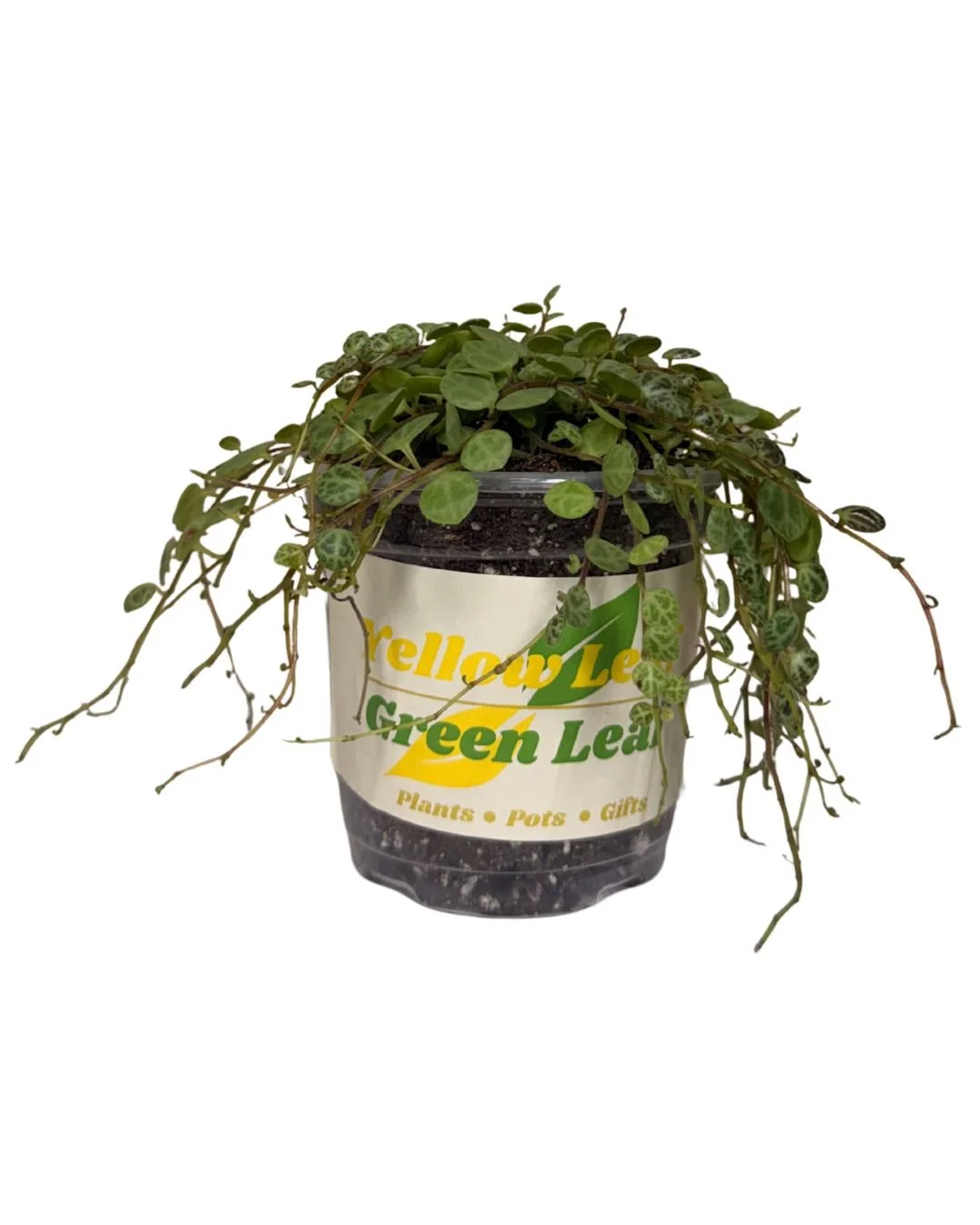 Peperomia Prostrata 'String of Turtles'