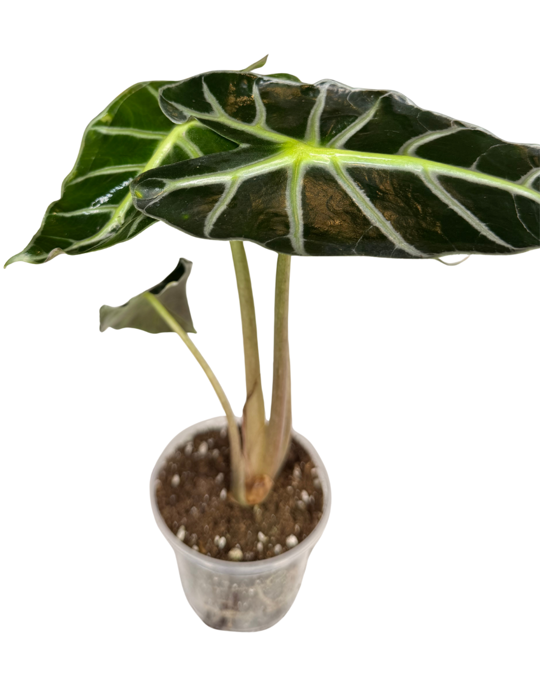 Alo. Polly 1.png