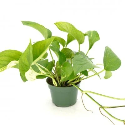 Pothos_Green_Queen_4in_400x400.jpg