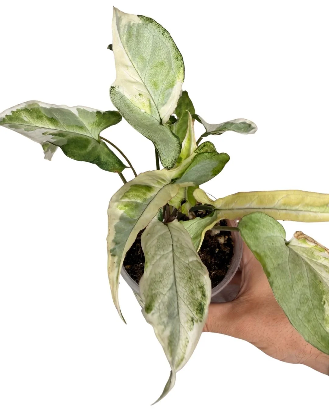 Varigated Syngonium 2.jpg