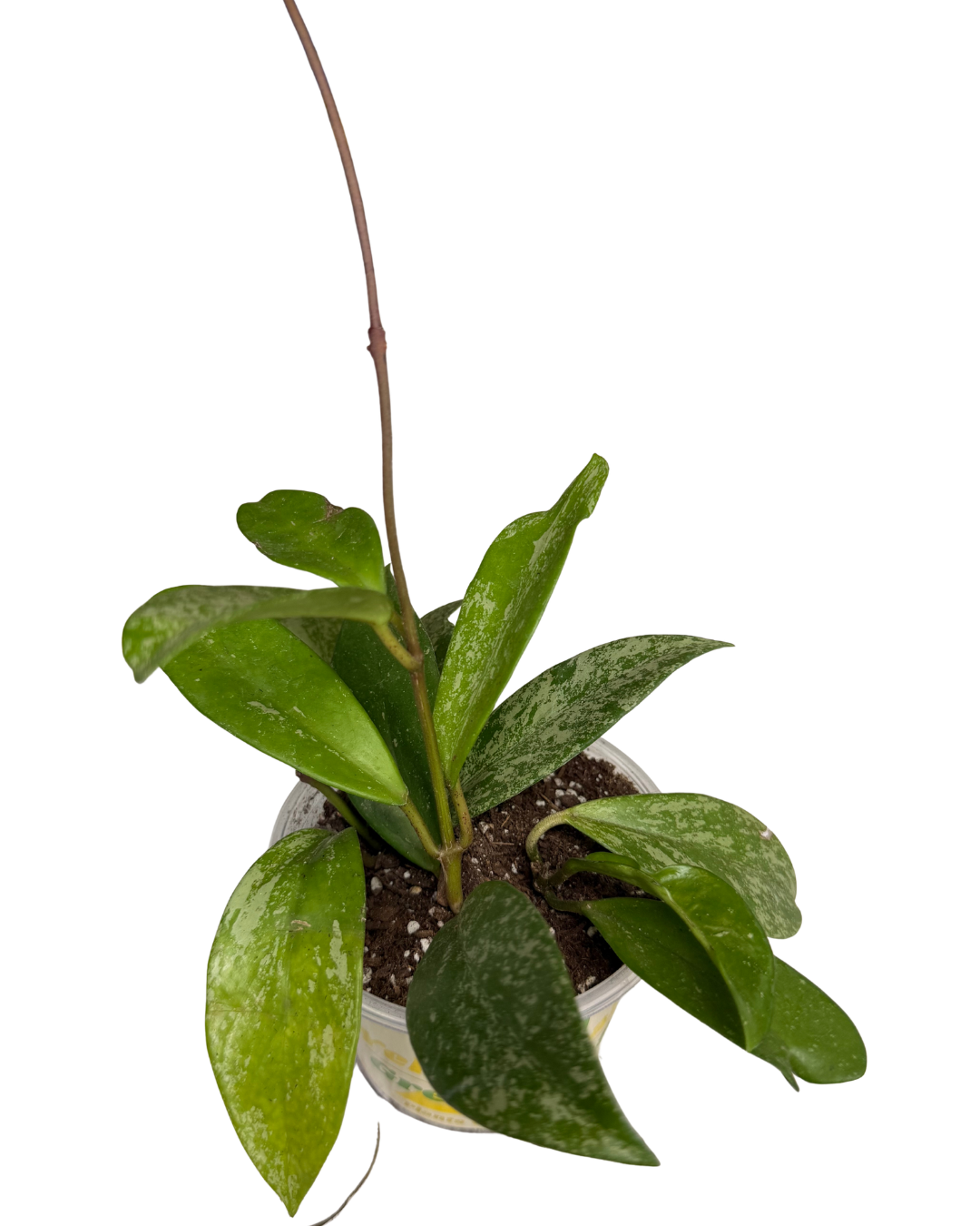 Hoya Pubicalyx 1.png