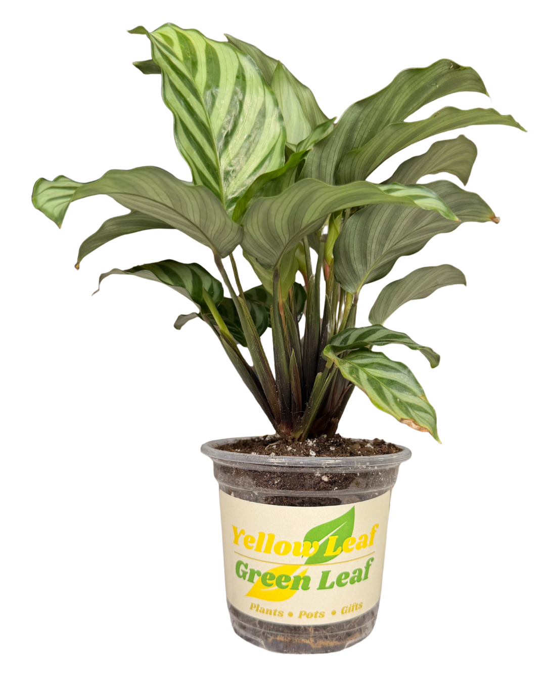 Gen. Prayer Plant 2.png