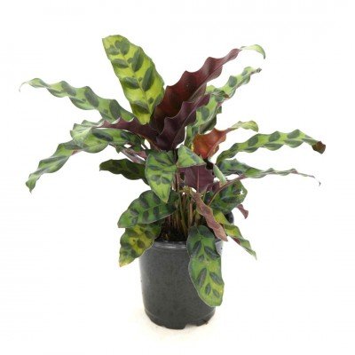 Calathea_lancifolia_4in_(1)_400x400.jpg