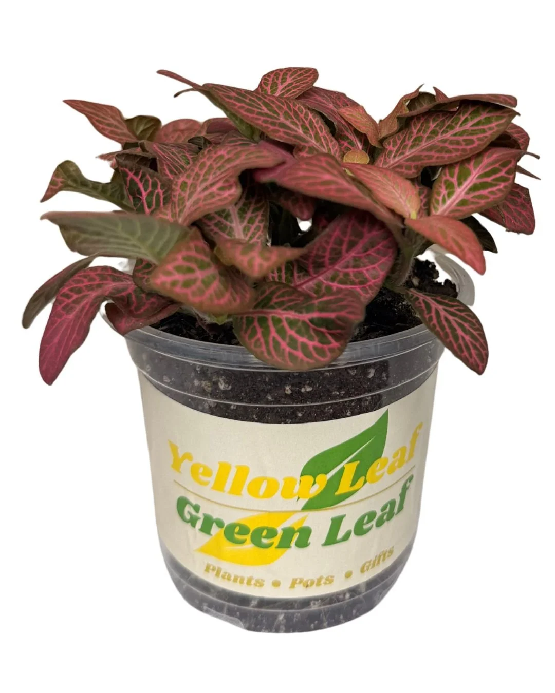 Pink Fittonia 2.jpg