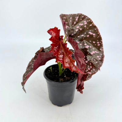 4_Begonia_Cracklin_Rosie_400x400.png
