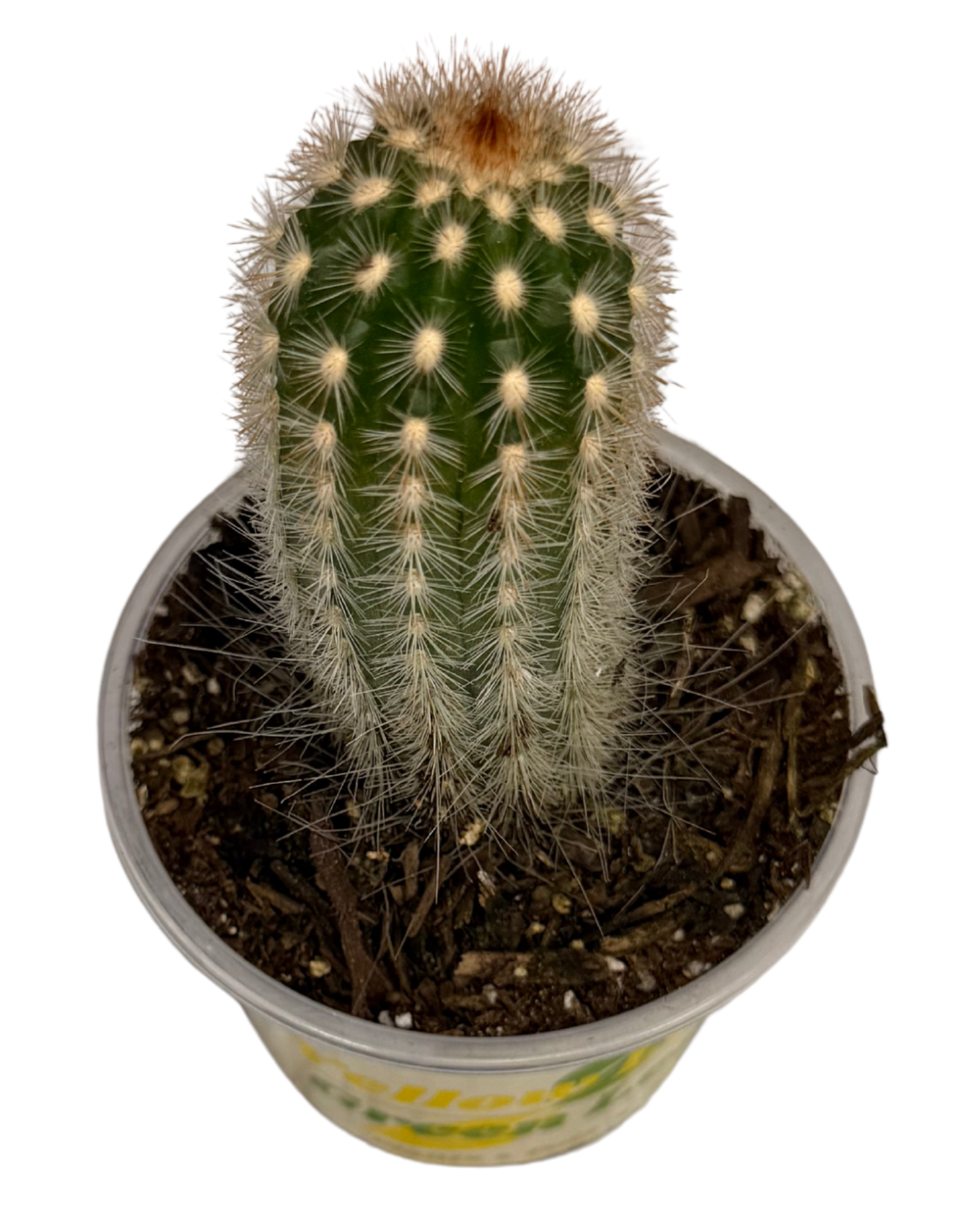 Silver Ball Cactus 2.png
