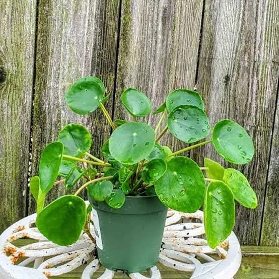 A potted plant with round green leaves covered in water droplets, placed on a decorative white surface against a wooden fence background.