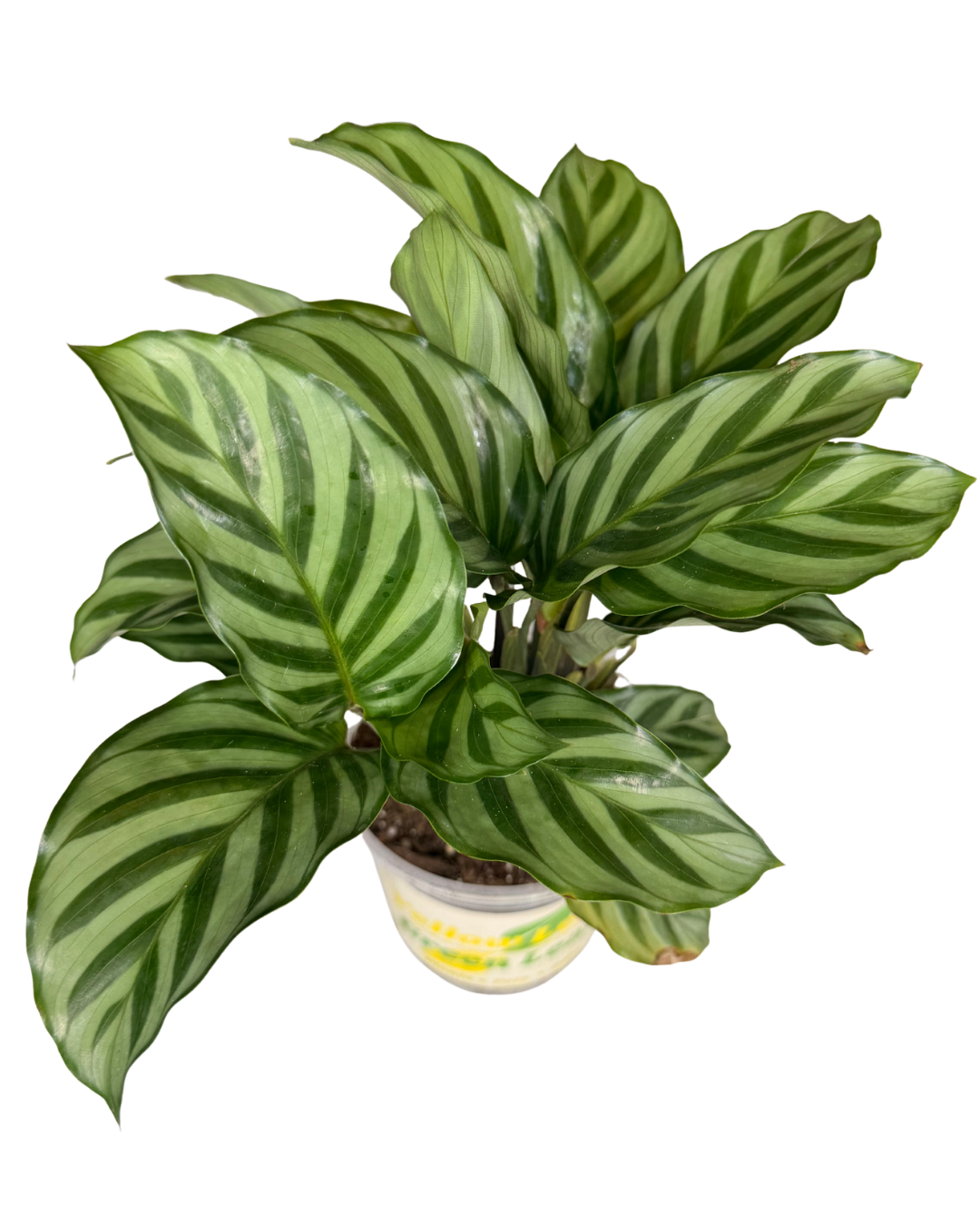 Gen. Prayer Plant 1.png