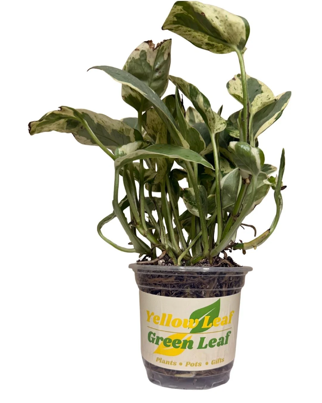 Epipremnum Aureum 'N’Joy'