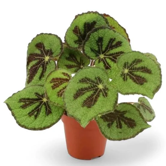 4" Iron Cross Begonia