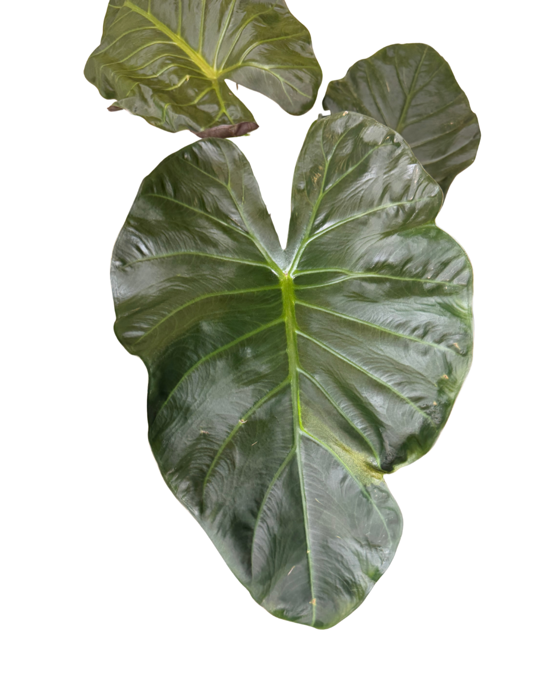 Regal Shield Philodendron.png
