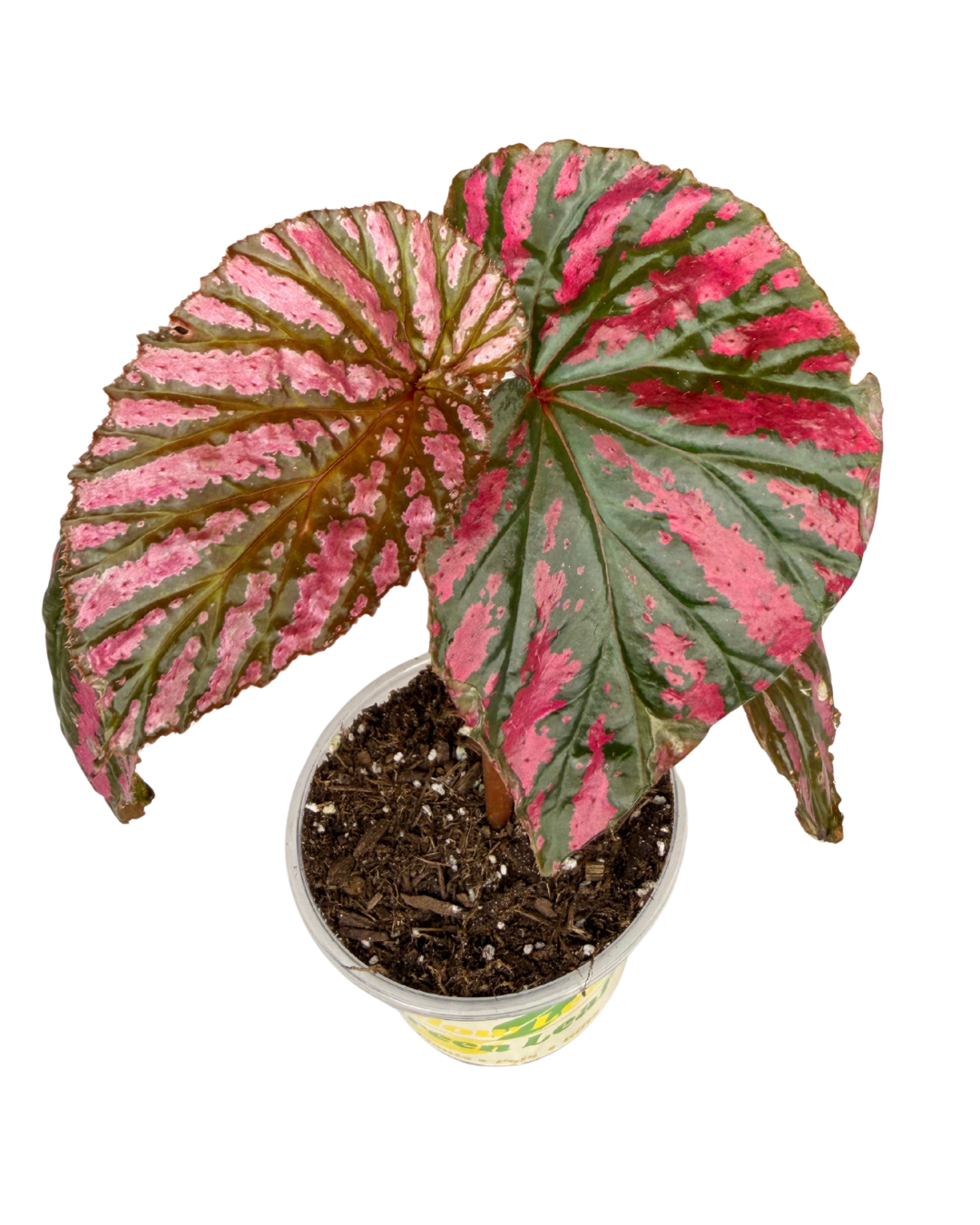 Begonia brevirimosa 'Exotica'