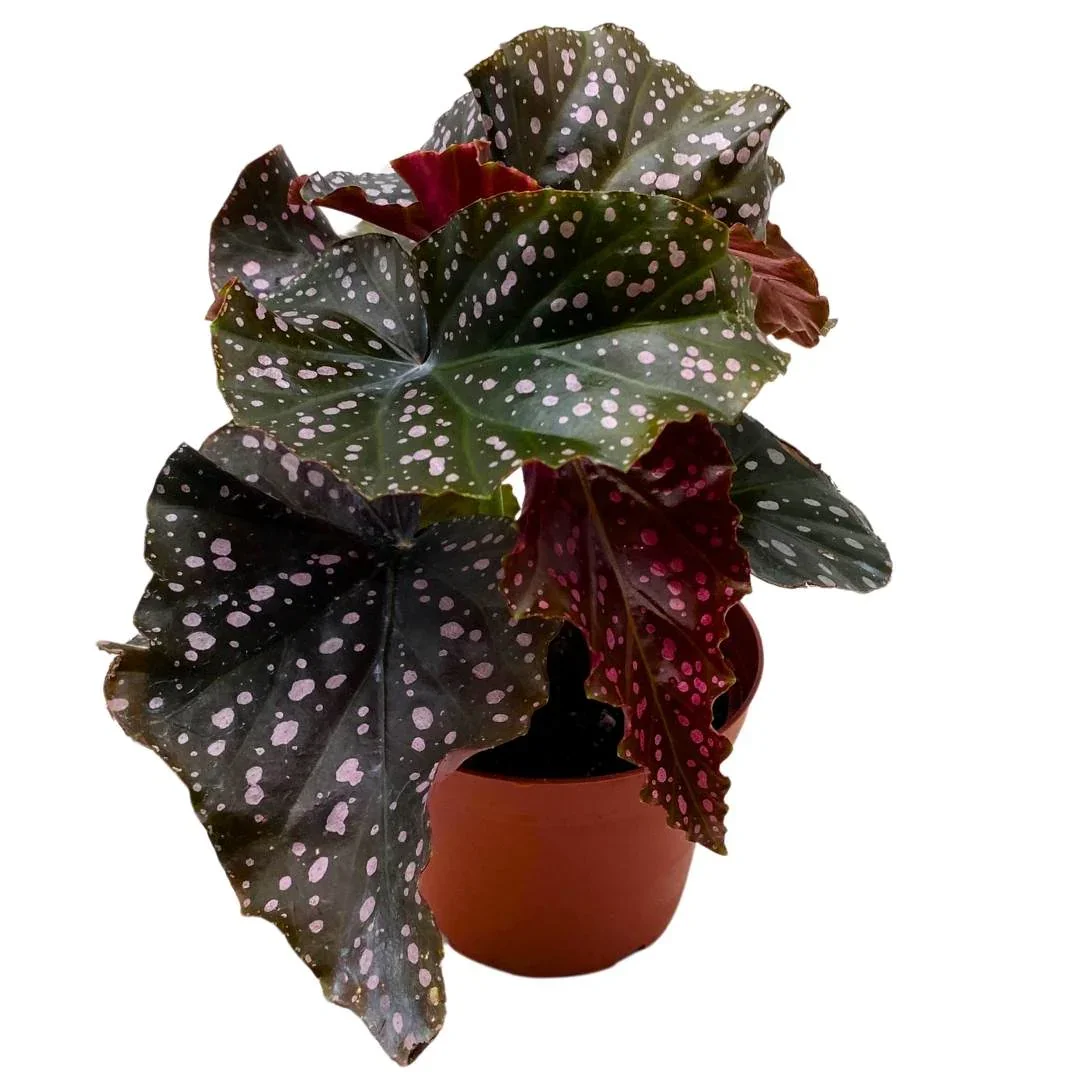Begonia 'Cracklin Rosie'