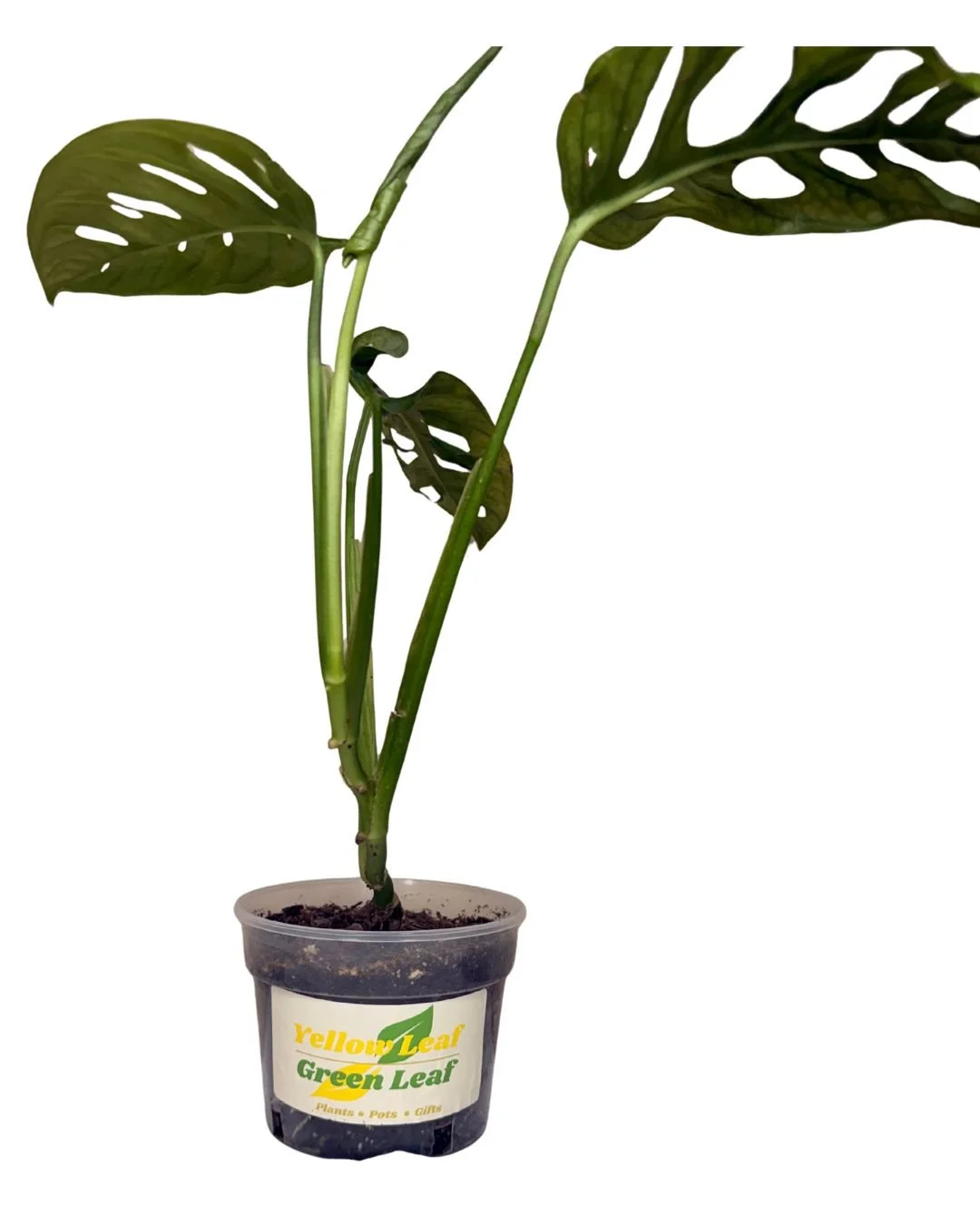 Adansonii 4.jpg