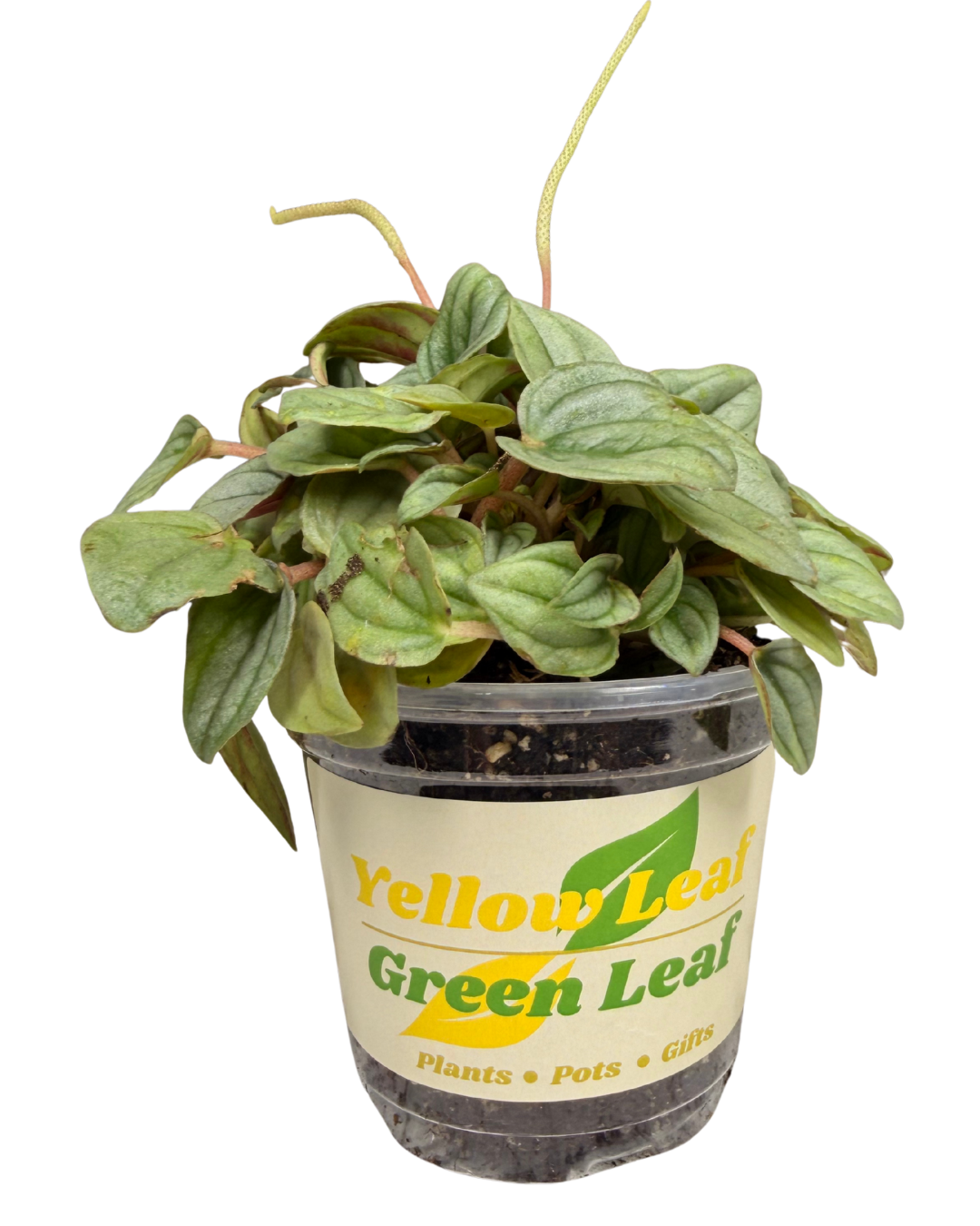 Perperomia Napoli Nights 2.png