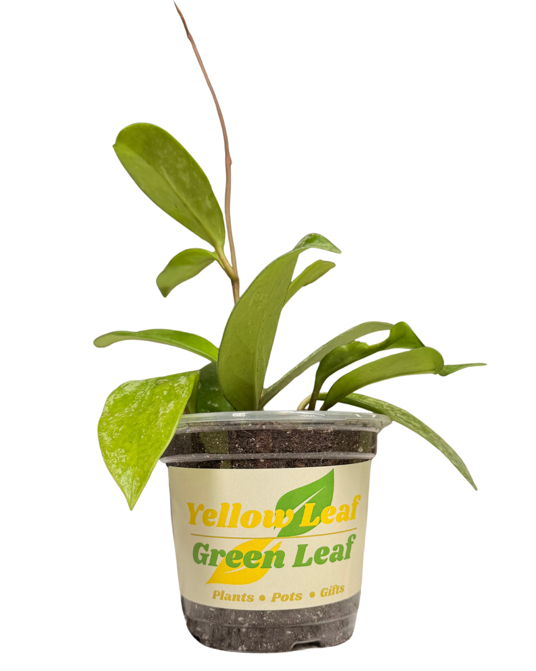 Hoya Pubicalyx 2.png