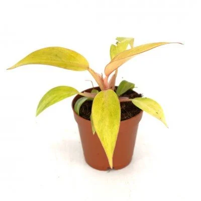 philodendron_orange_marmalade_4in_(1)_400x400.jpg