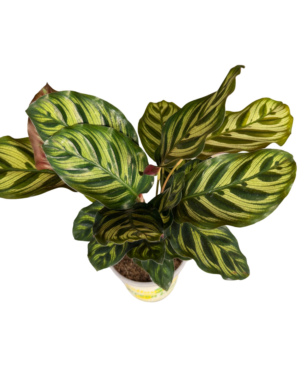 Peacock Plant 1.png