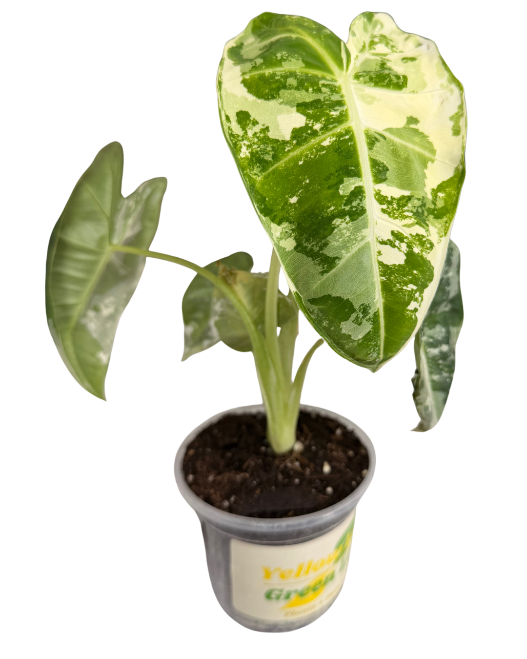 Alocasia 'Frydek Variegata'