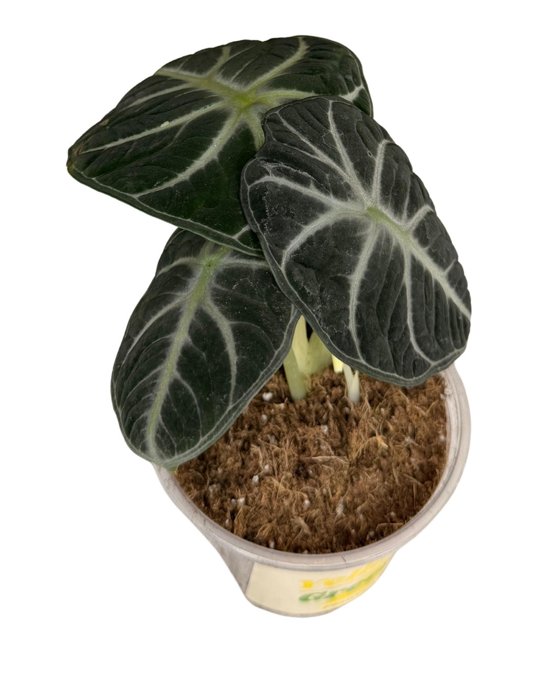 Alocasia 'Ninja'