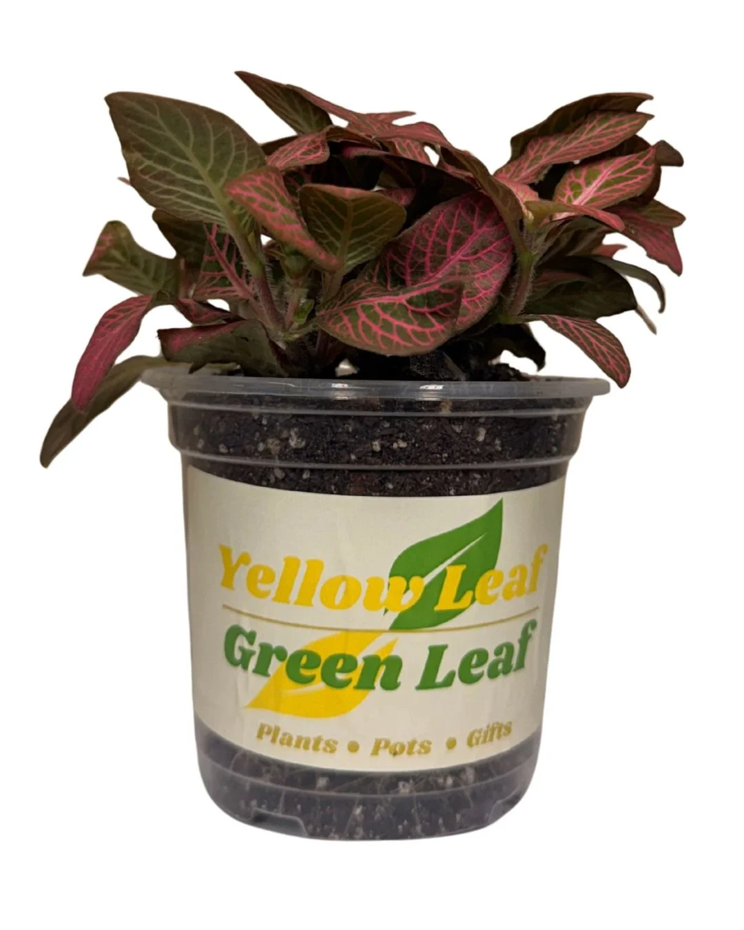 Pink Fittonia 1.jpg