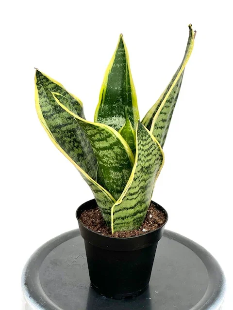 4" Sansevieria 'Futura Superba'