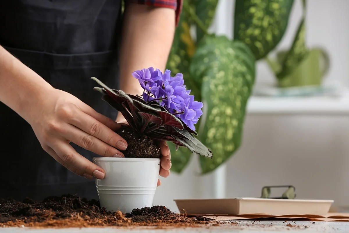 Repotting Services
