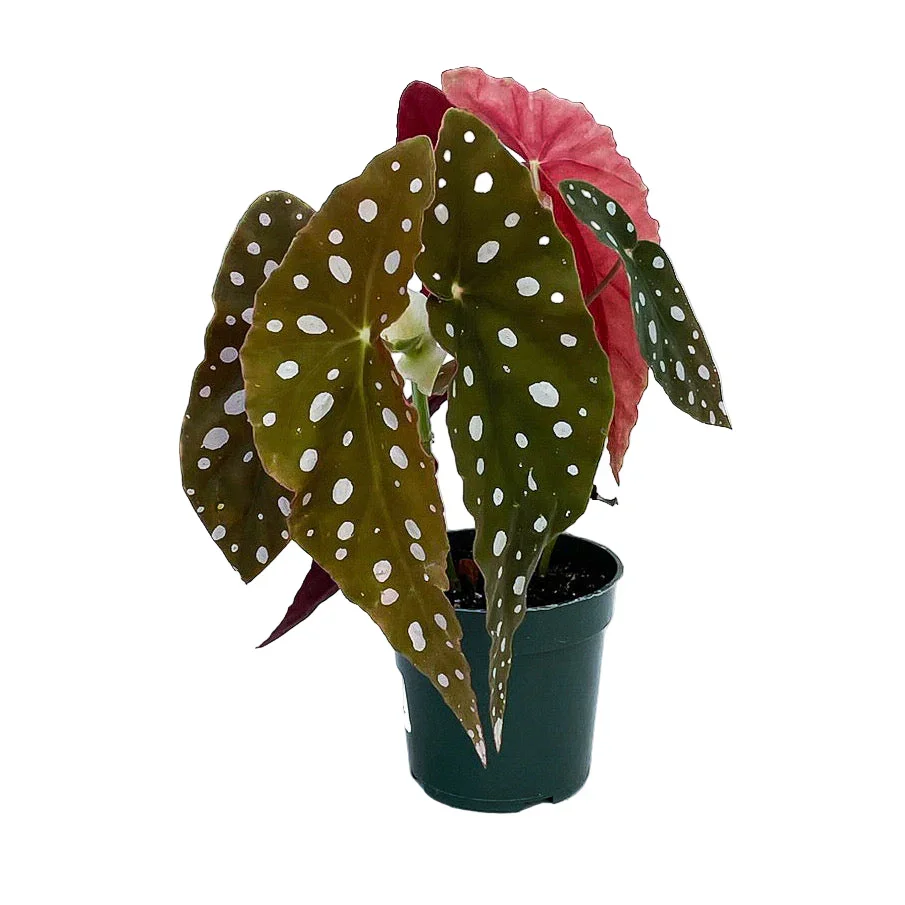 Begonia Maculata