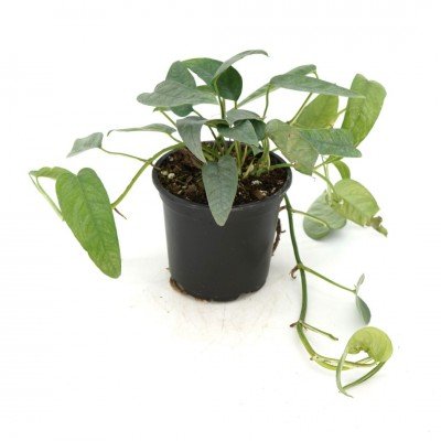 4" Cebu Blue Pothos