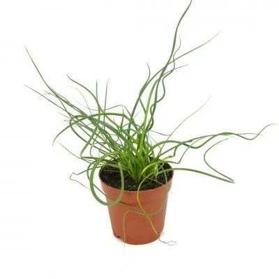 juncus_spiralis_2in_(1)_400x400.jpg
