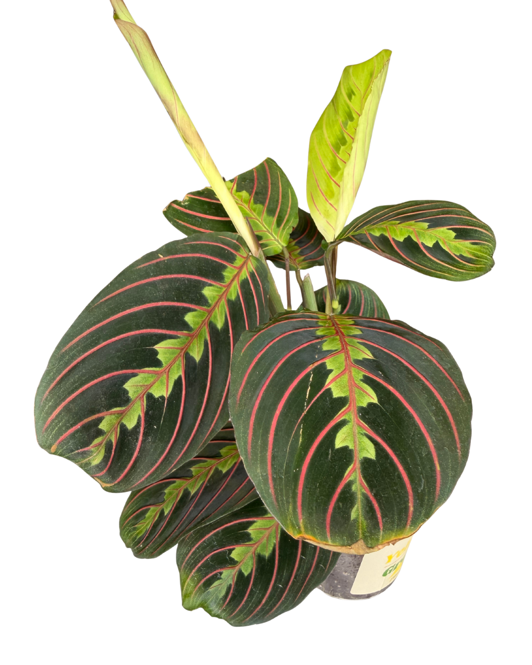 Prayer Plant 1.png
