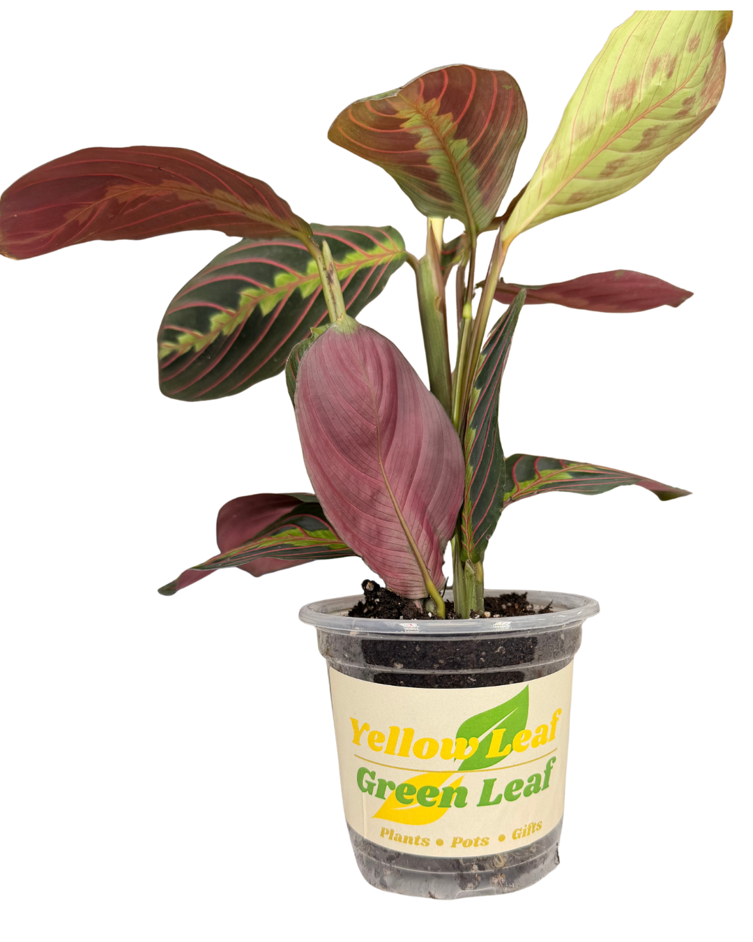 Prayer Plant 2.png