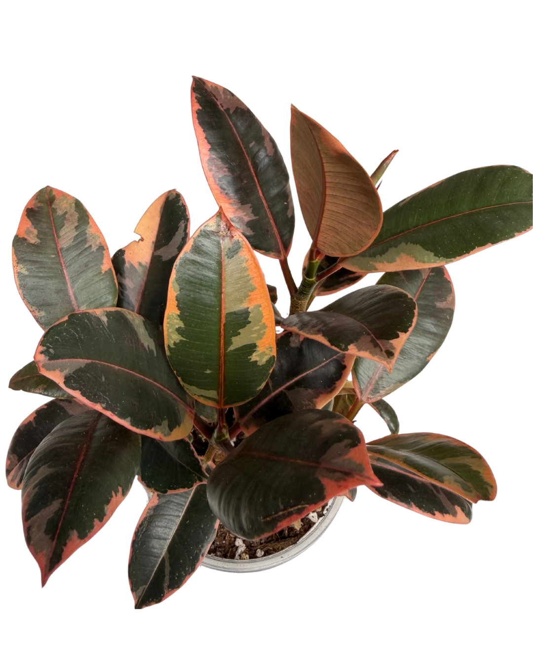 Ruby Ficus 1.png