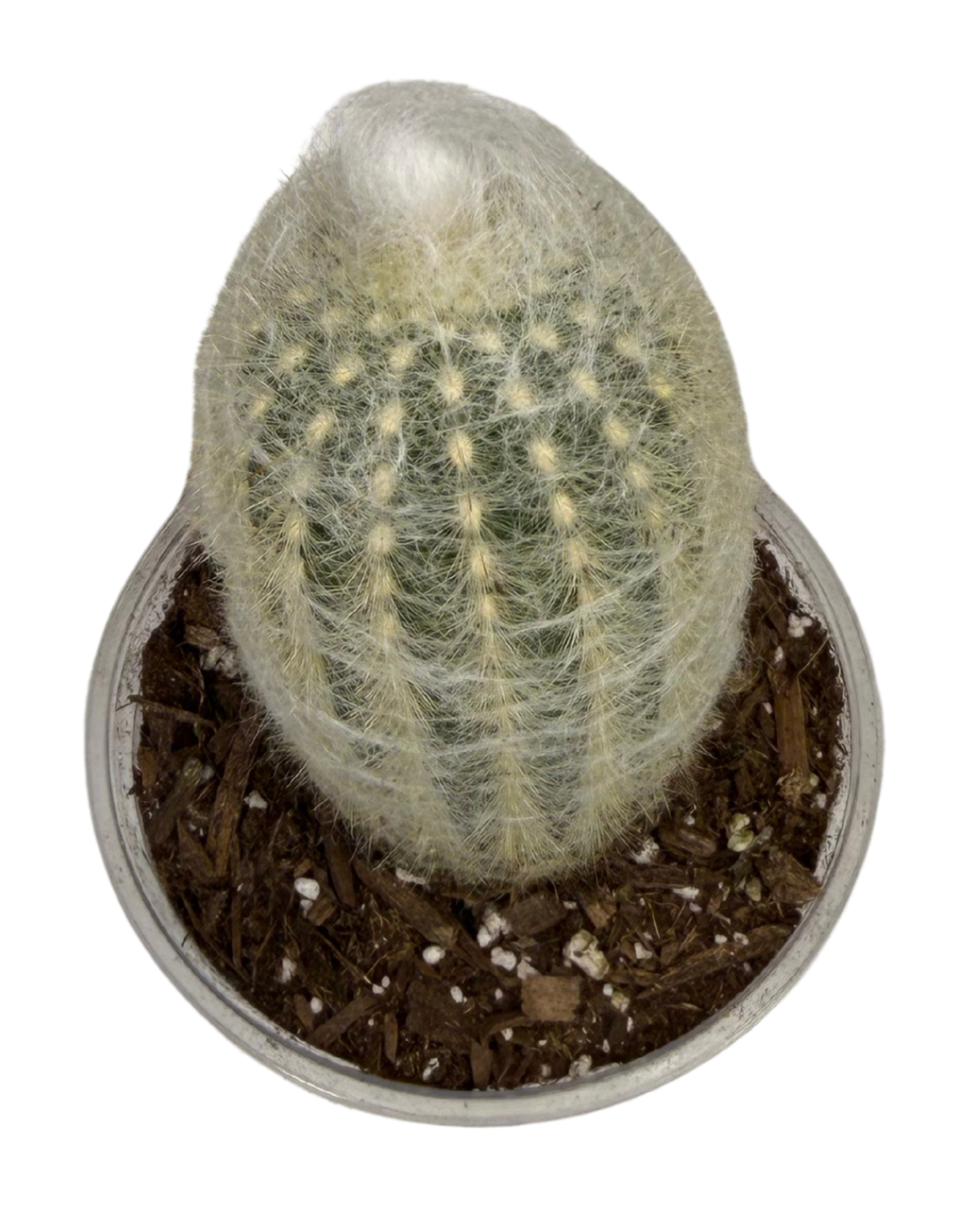 Old Man Cactus 2.png