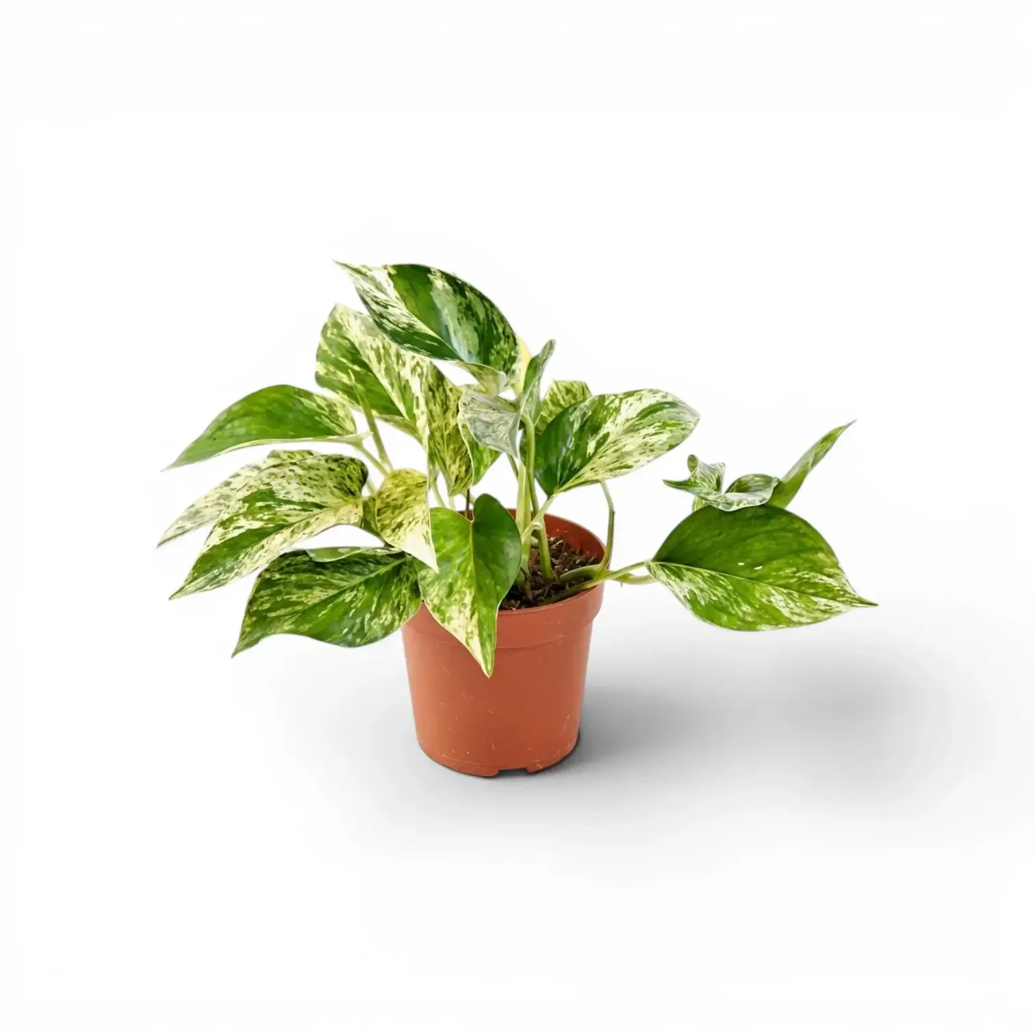 Marble Queen Pothos