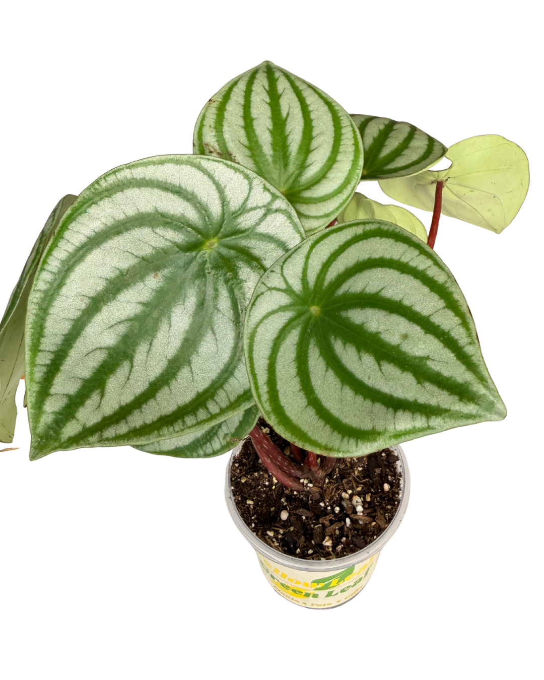 Peperomia Watermelon 1.png