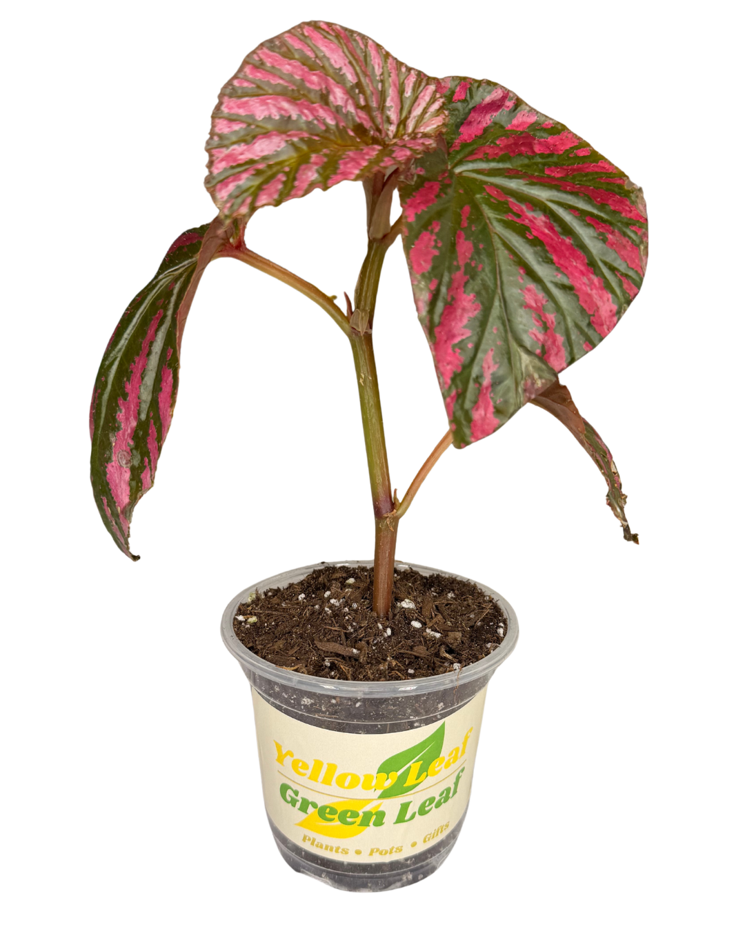 Begonia Exotica 1.png