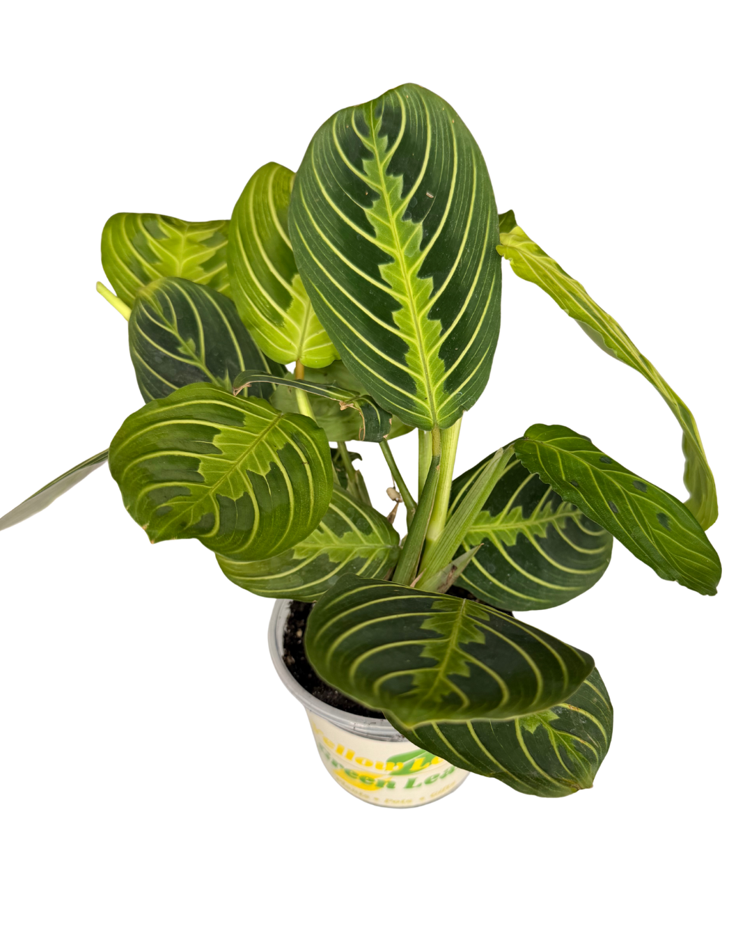 LL Prayer Plant .png
