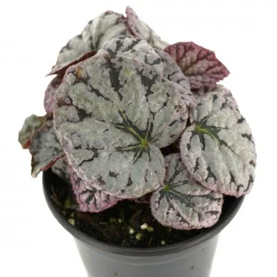 4" Begonia 'Chayo'