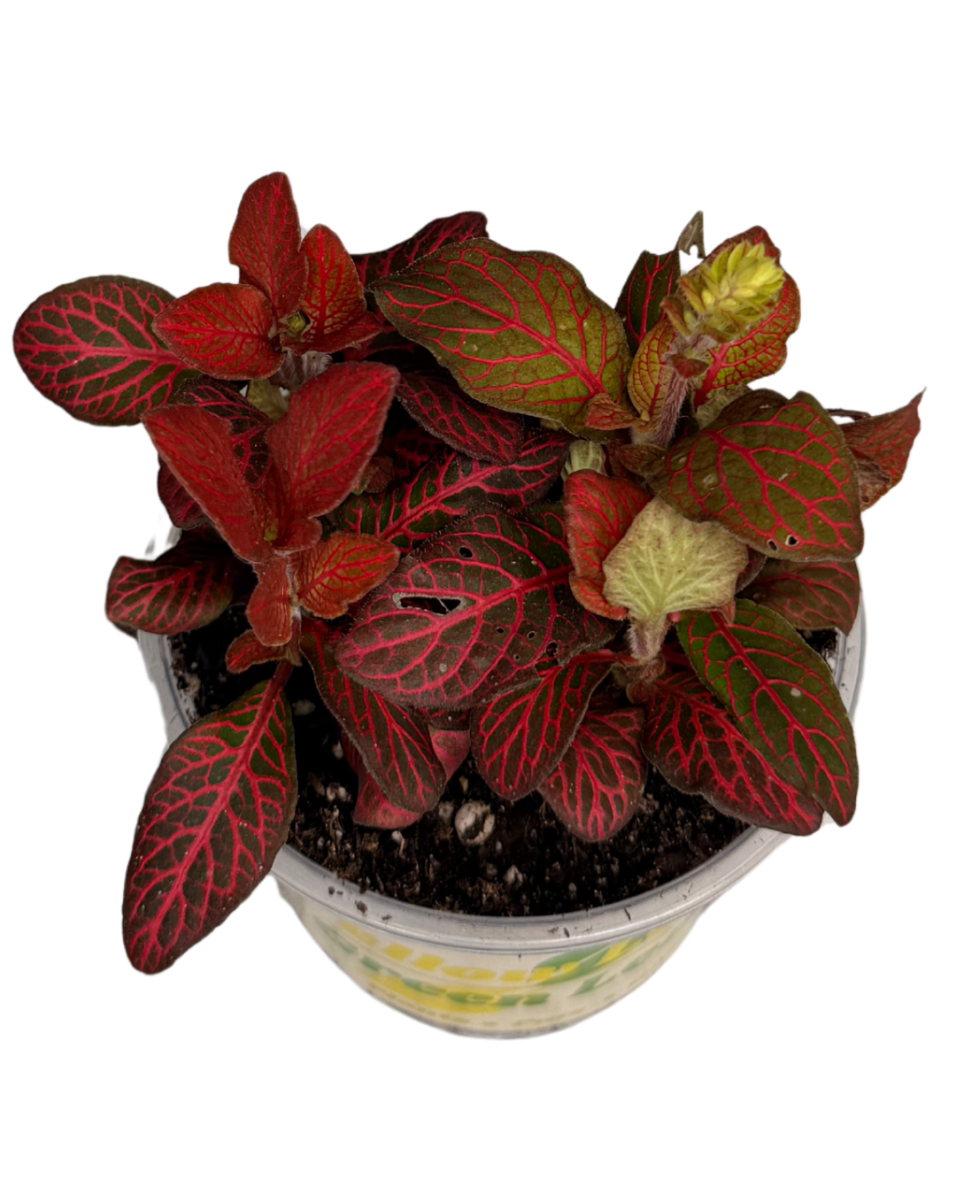 Red Nerve Plant 1.png