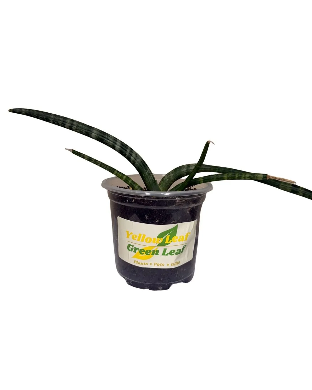Dracaena angolensis 'Cylindrical Snake Plant'