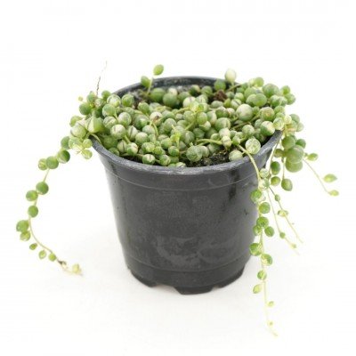 Senecio_rowleyanus_4in_(1)_400x400.jpg