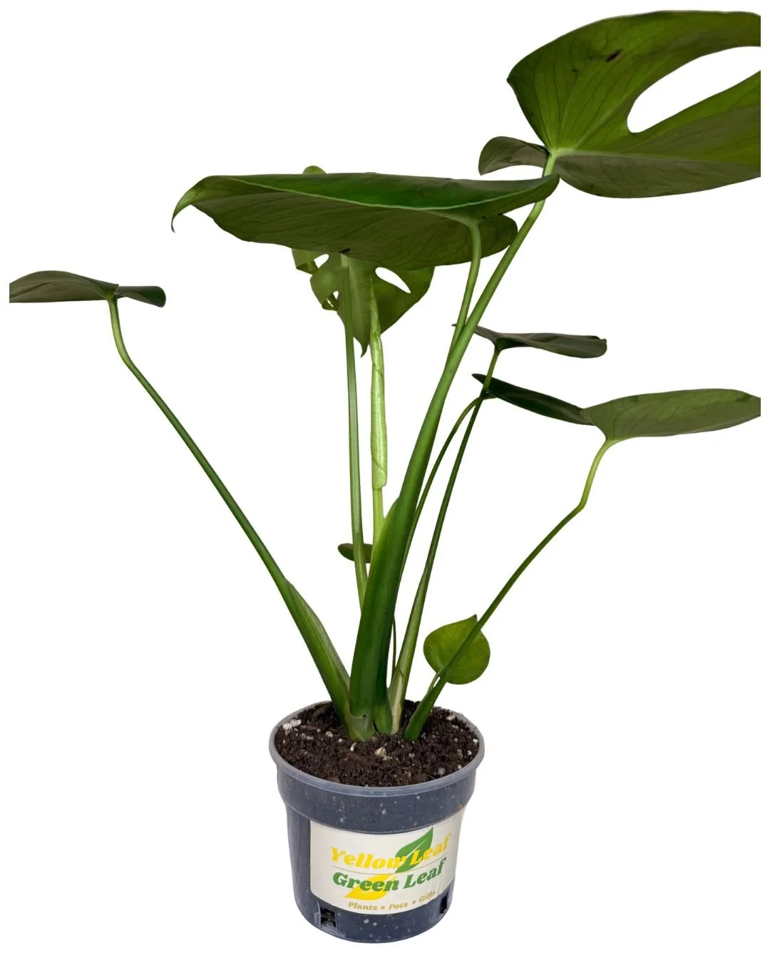 Monstera 1.jpg