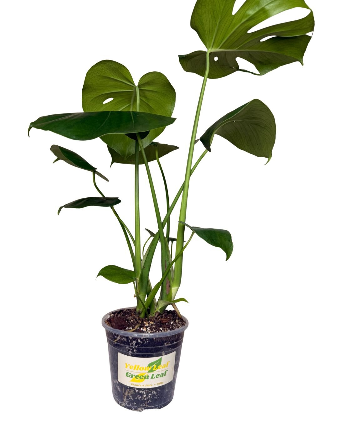 Monstera 2.jpg