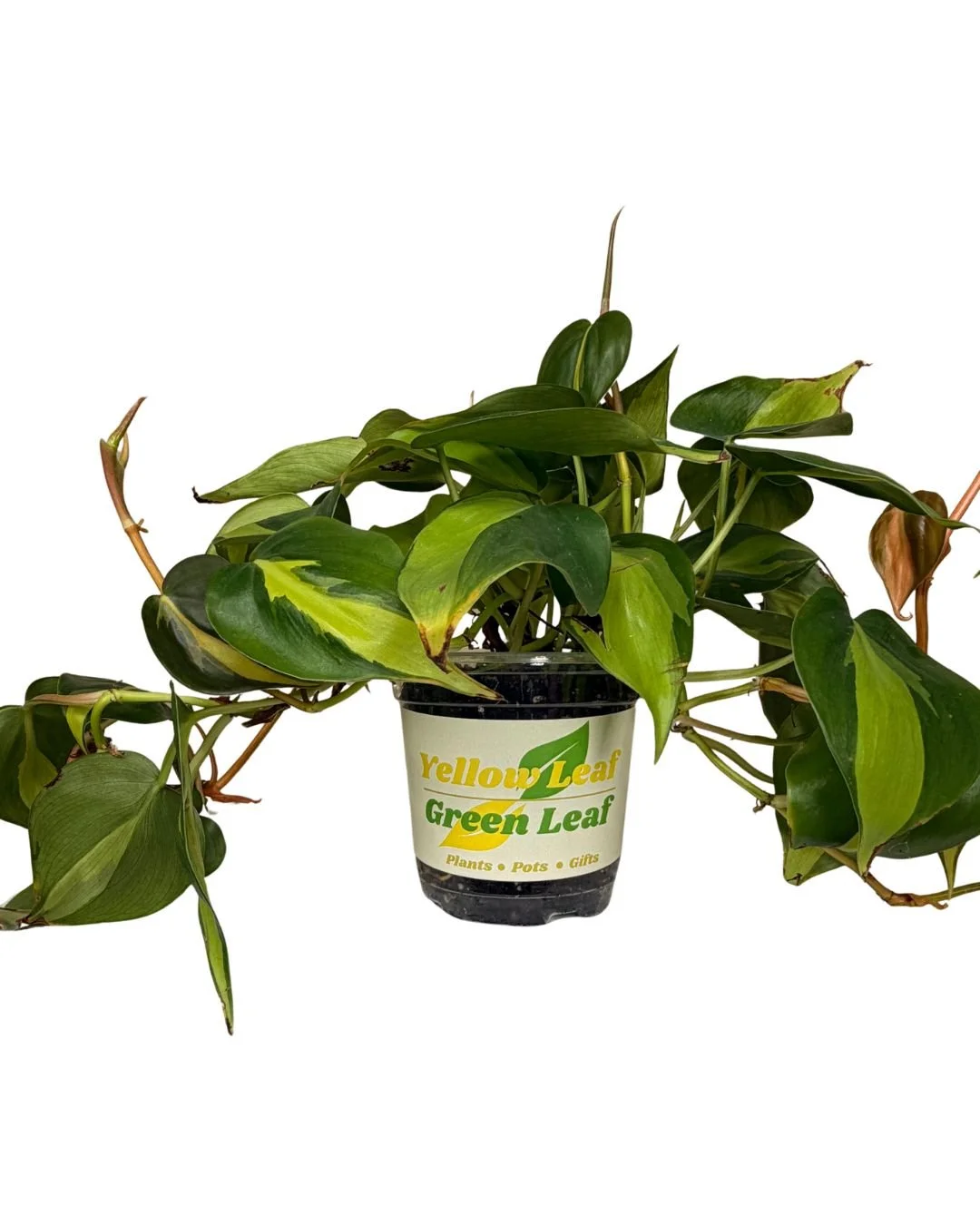 Philodendron Hederaceum 'Brasil'