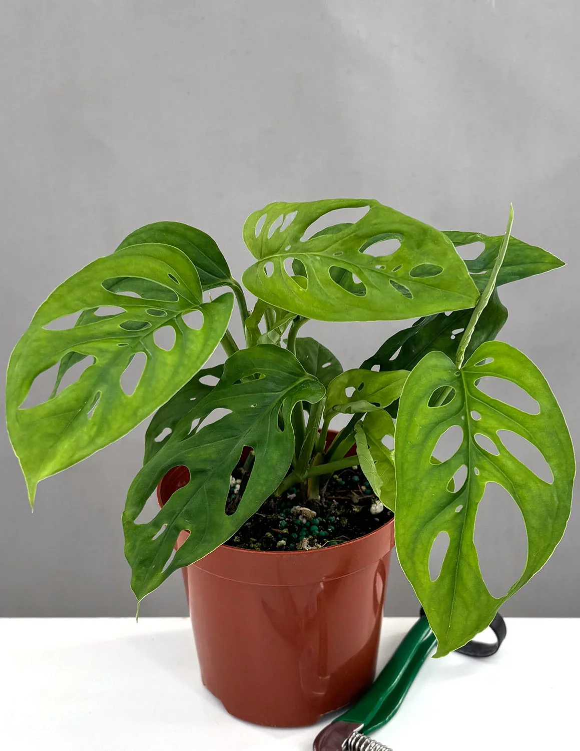 Plant-Proper-Monstera-Adansonii-Narrow-Leaf--4_c9228b7d-099d-4993-8ae6-dff79dd0586c.webp