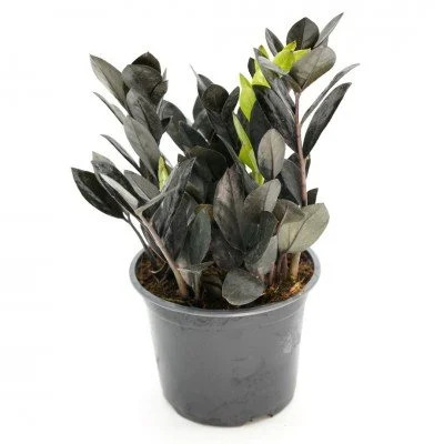 ZZ_plant_Raven_6in_(1)_400x400.jpg