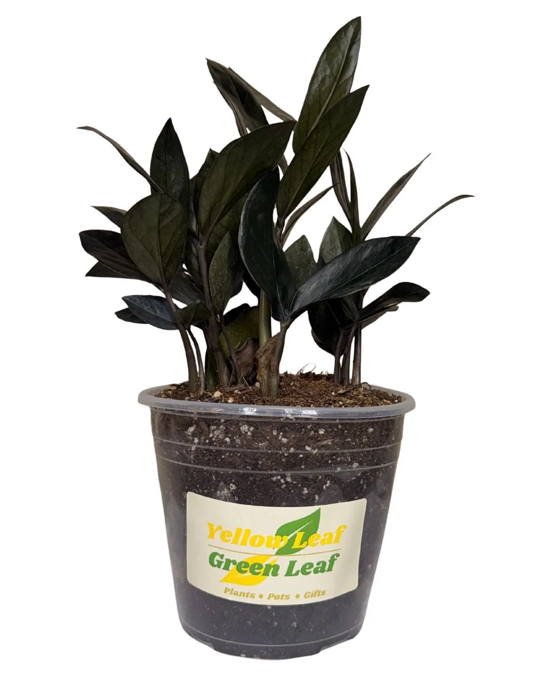 Zamioculcas Zamiifolia 'Raven ZZ Plant'